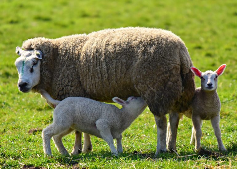 Gaec La Ferme de Cessieux