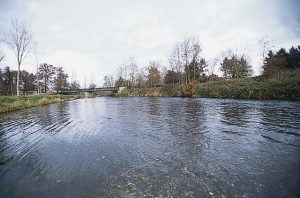 Les bords du Lignon