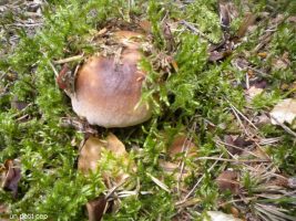 Sortie nature mycologique - cueillette et dégustation
