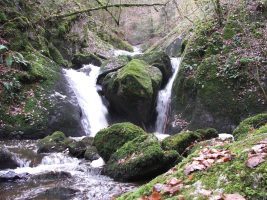 Le Bois des Côtes