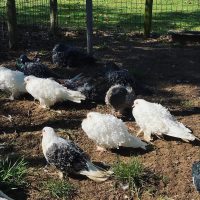 Ferme pédagogique de l'étang de Grenouillat