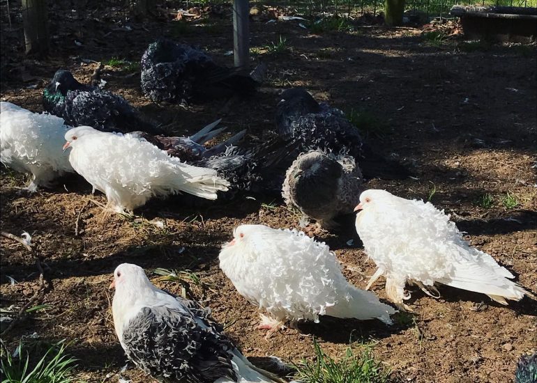 © Etang de Grenouillat educational farm - Petit futé St Etienne