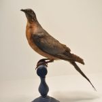© Pigeon américain - Collection de Jean-Baptiste d'Allard - Musée d'Allard