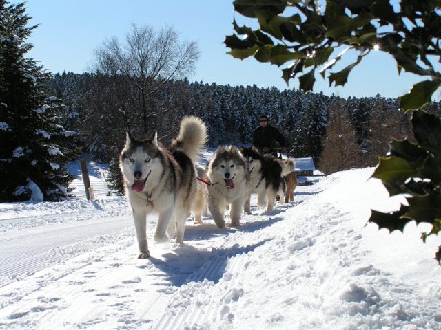 © Chiens de traîneau au Col de la Loge - Christian Dubost