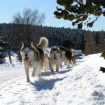 © Chiens de traîneau au Col de la Loge - Christian Dubost