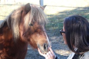 Balades à cheval - Le Nouvel Etrier Panissiérois