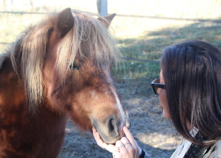 © Balades à cheval - Le Nouvel Etrier Panissiérois - OT Forez-Est
