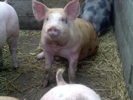 Ferme de La Violetière