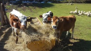 La petite ferme