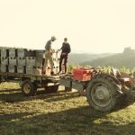 © Agamy - Cave des Vignerons Foréziens - Agamy - Cave de Trelins