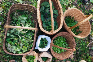 Découverte des plantes sauvages avec  Semeurs d'Escampette