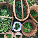 © Discover wild plants with Semeurs d'Escampette - Agnès Lombard