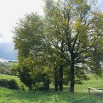 © sentier faune et flore autour du Bernand à pied - OT Forez-Est