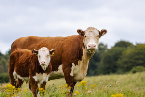 La Ferme du Grand Buisson