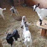 © Ferme aux trois granges - Ferme aux trois granges