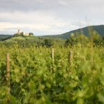 © Vignoble du Forez - Forez Tourisme