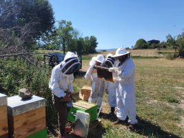 Ateliers autour de l'apiculture