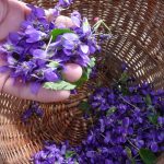© Discover wild plants with Semeurs d'Escampette - Agnès Lombard