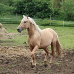 © Cheval - Haras de Chatelville - Haras de Chatelville