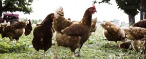 La Carotte qui dépote - productrice en maraîchage bio