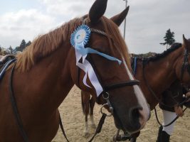 Horse riding - Ecurie Chantereine