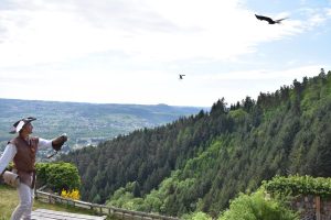 Spectacle de rapaces