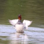 © Balade naturaliste au coeur de la Plaine du Forez - M. Roland R-M.