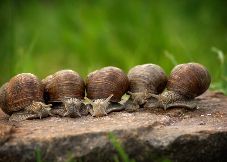 © Les escargots de Papito - Pixabay