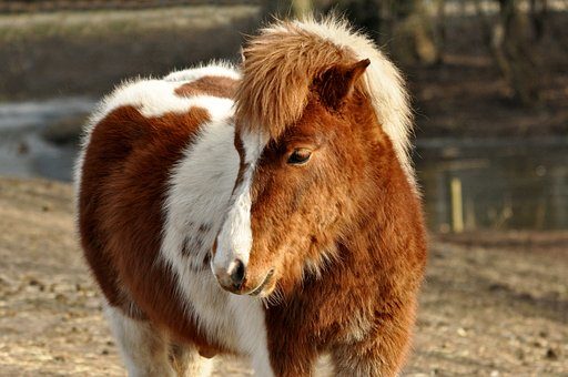 Les dimanches poneys