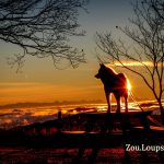 © Zou.Loups canin - Sébastien Lutz