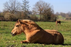 Balades à Poney - Domaine Equestre de la Goitière