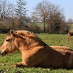 © Domaine Equestre de la Goitière - OT Forez-Est