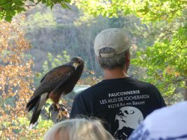 Balade en compagnie d’oiseaux