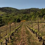 © Vignes du Domaine des Terrasses - Domaine des Terrasses