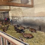© Visite et dégustation aux Chèvres de Chazalon - OT Forez-Est