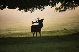 Soirée "Brâme du cerf" - 3e édition