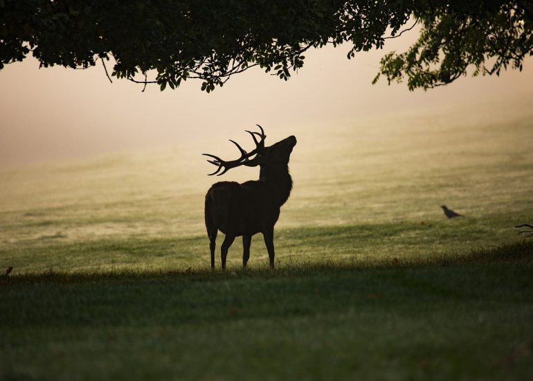 © Soirée "Brâme du cerf" - 3e édition - Pixabay