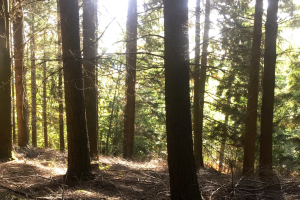 Sentier Les chemins de traverse