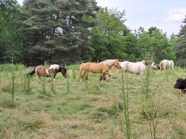 Randonnées à cheval Beltie Ranch