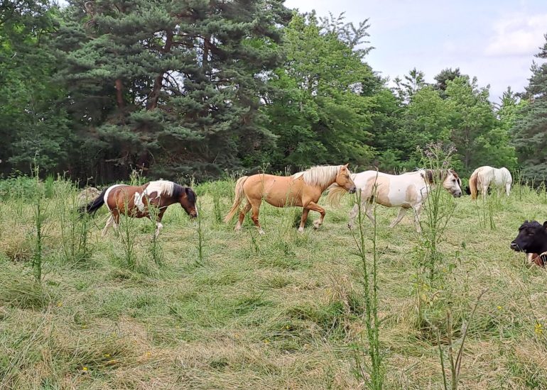 Randonnées à cheval Beltie Ranch