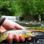 © Guide de Pêche - Miclet Mickaël - Miclet
