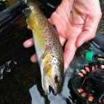 © Guide de Pêche - Miclet Mickaël - Mickael Miclet