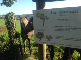 Sentier botanique