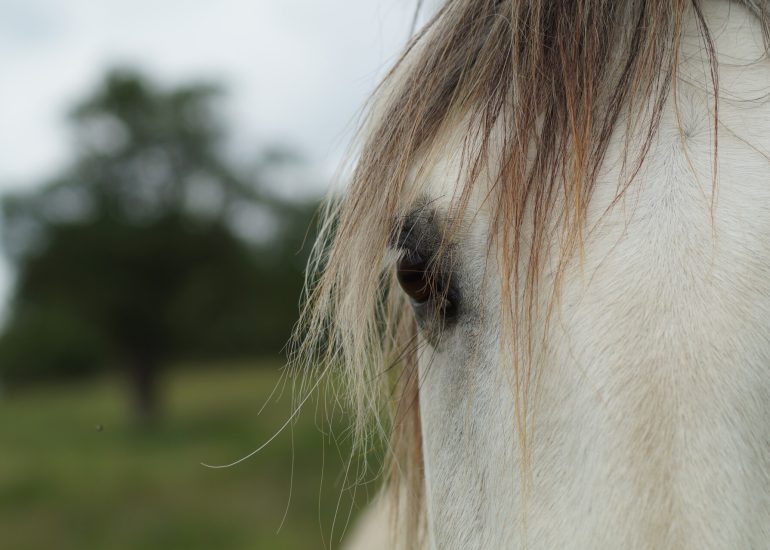 © Poney-club - Les écuries de l'oracle - OTFE