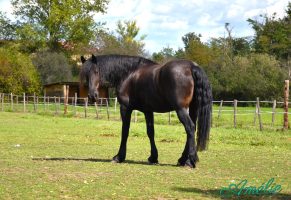 Montbrisonnais Equestrian Centre