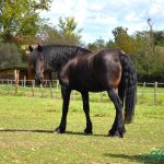 Montbrisonnais Equestrian Centre