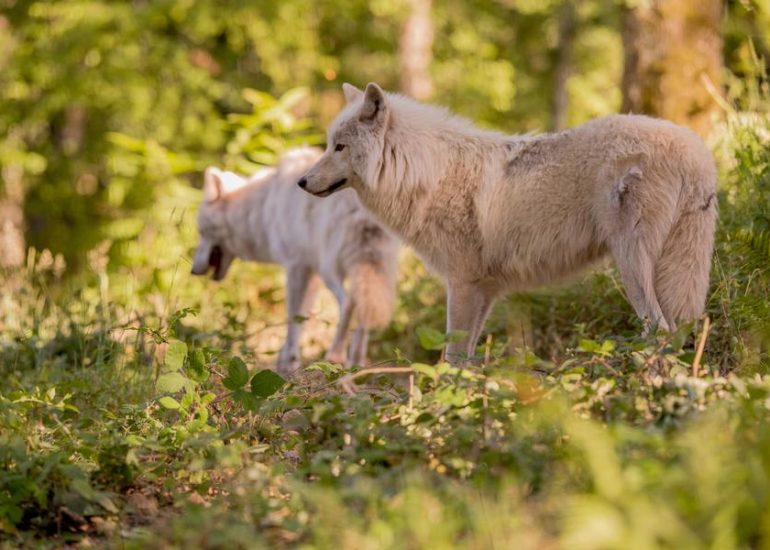 © Courzieu park, birds of prey and wolves - Parc de Courzieu