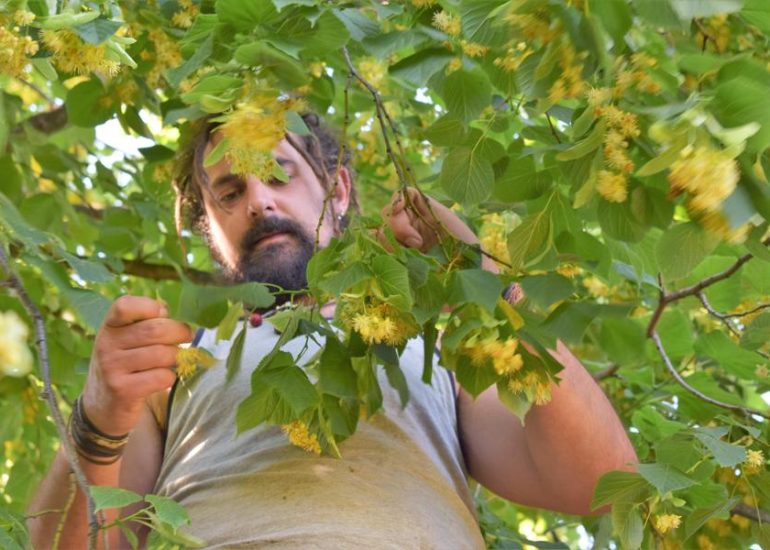 Les Fées des Herbes