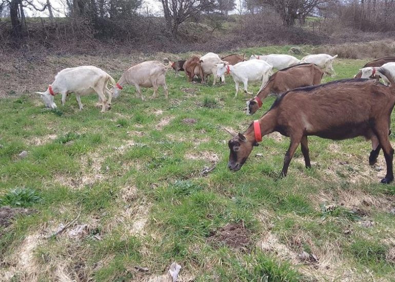 © Goat's cheese - La ferme du pré joli