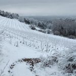 © vignes hiver - Charlotte et Amaury Faurand